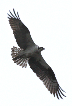 IMG_3196 Osprey